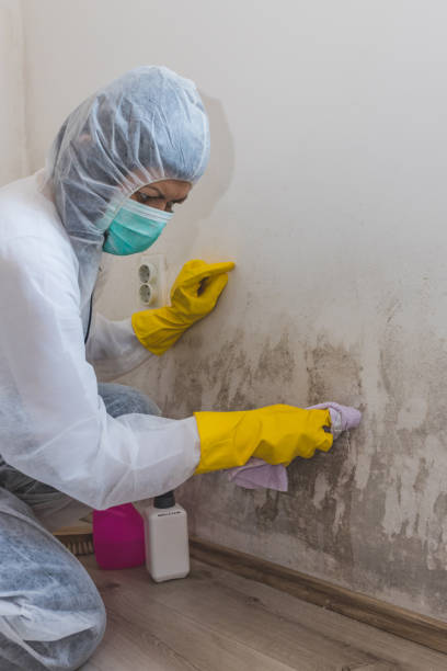 Mold Documentation for Insurance Claims in Collings Lakes, NJ